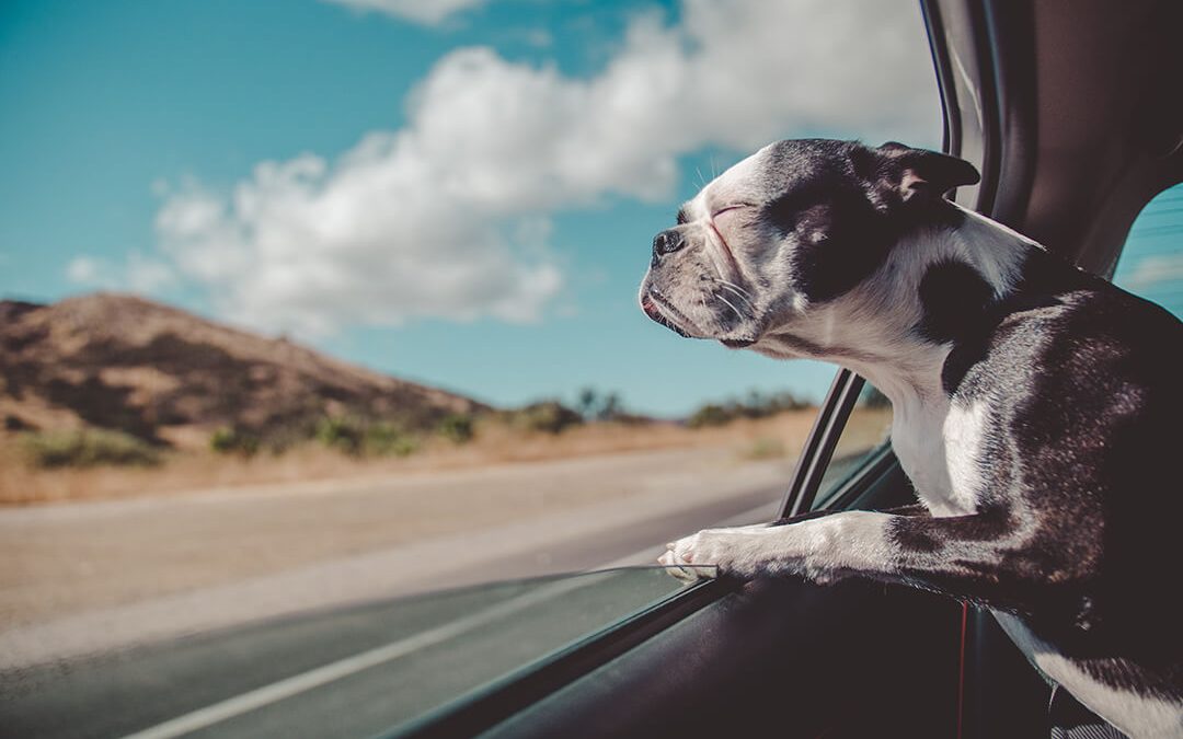 Driving dog struggling to see the road